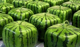 全网吃瓜链接,揭秘吃瓜链接背后的热点事件