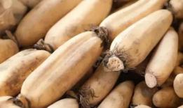 吃藕丑吃瓜胍,探寻美食背后的趣味与智慧