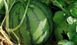 吃瓜苗的瓜,揭秘吃瓜苗的奇妙之旅