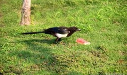 吃瓜喜鹊视频,揭秘娱乐圈幕后趣闻