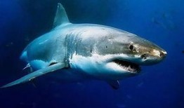 鲨鱼哟syy吃瓜,揭秘娱乐圈幕后故事