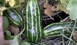 在这吃瓜的年代,揭秘网络舆论场中的热点追踪与反思