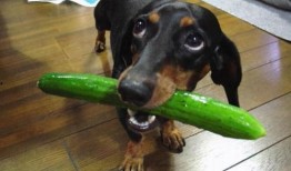 狗吃西湖瓜,探寻美食之旅