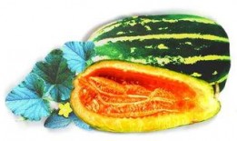 松瓜怎么吃最好,探索最佳食用方法