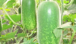 cp31吃瓜,揭秘娱乐圈甜蜜背后的真相