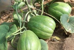 老舅吃的瓜,揭秘娱乐圈幕后那些事儿