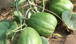 老舅吃的瓜,揭秘娱乐圈幕后那些事儿