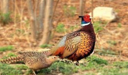 野鸡吃幼瓜咋办,应对野鸡侵害幼瓜的防治策略