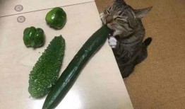猫可以吃刺瓜吗,刺瓜对猫咪的影响与适宜性