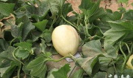 白脆瓜能怎么吃,探索美味新境界