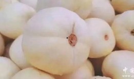 白脆瓜能怎么吃,探索美味新境界