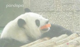 半夜吃瓜熊猫,揭秘熊猫半夜吃瓜之谜