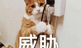 吃大瓜表情包,笑翻你的表情包盛宴