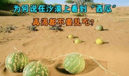 在沙漠里边吃瓜,沙漠瓜果美食之旅