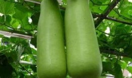 深圳宝安疫情吃瓜,吃瓜群众视角下的防疫风云