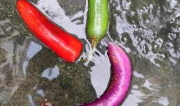 渔网吃瓜,揭秘网络谣言的传播与真相