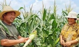 泌阳县吃瓜,探寻泌阳县特色美食之旅