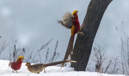 梦见鸡爬树吃瓜,鸡攀树梢，瓜果飘香