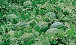 瓜弟的qq吃瓜群,揭秘网络社交圈的“瓜田”盛景