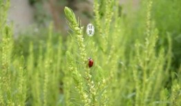 小凉意原声吃瓜,揭秘娱乐圈幕后故事