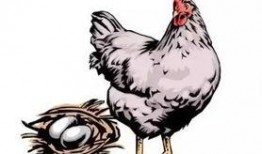 梦见鸡爬树吃瓜,鸡攀树梢，瓜果飘香