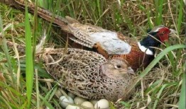 野鸡吃幼瓜咋办,应对野鸡侵害幼瓜的防治策略