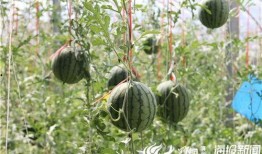 农村人种瓜摘瓜吃瓜视频,农村人种瓜摘瓜吃瓜的欢乐时光