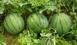 吃瓜不吃瓜,揭秘娱乐圈背后的真相与争议